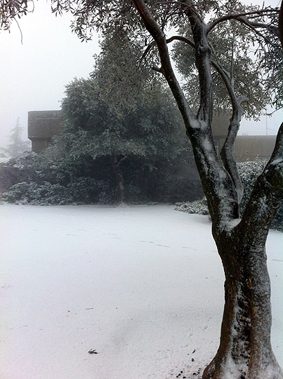 שלג הבוקר בגוש עציון (צילום: אלון מסטיי)