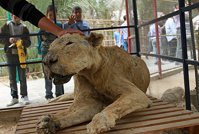 אריה שאפשר ללטף. גן החיות בחאן יונס (צילום: AP)