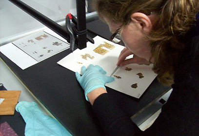 עבודת נמלים על קטעי מגילה במעבדה (צילום: שי הלוי, באדיבות רשות העתיקות)