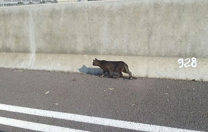 החתול שסיכן את חייו בנתיבי איילון (צילום: דוברות אגף התנועה במשטרה)