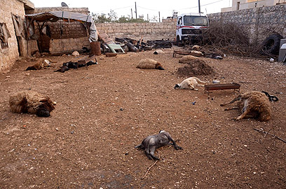 חיות מתות בחאן אל-אסל שליד חלב. לטענת התושבים, הן מתו מחומר כימי שפיזרו כוחות אסד (צילום: רויטרס)