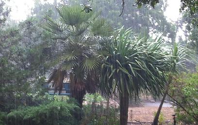 גשם כבד באלון הגליל (צילום: נעמה גיבורי)