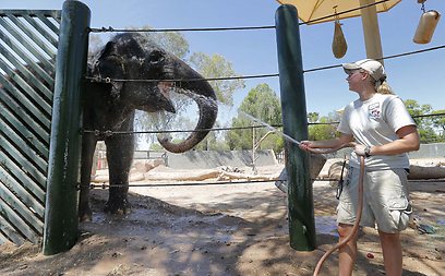 מקררים את הפילים בגן חיות בפיניקס (צילום: AP)