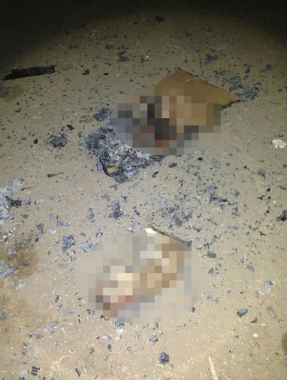 גופות החתולים ששרפו הנערים ושנמצאו הלילה (צילום: דוברות מחוז ש"י)