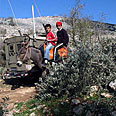 Cut Olive trees (Archive) Photo: AP