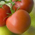 Tomatoes - buy Israeli Photo: Index Open