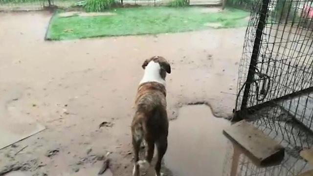Animal shelter flooded, leaving 50 dogs in the cold and rain