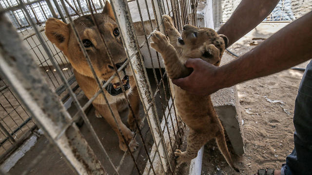 Starving monkeys and abused lions: Gaza zoo reopens just months after  closure